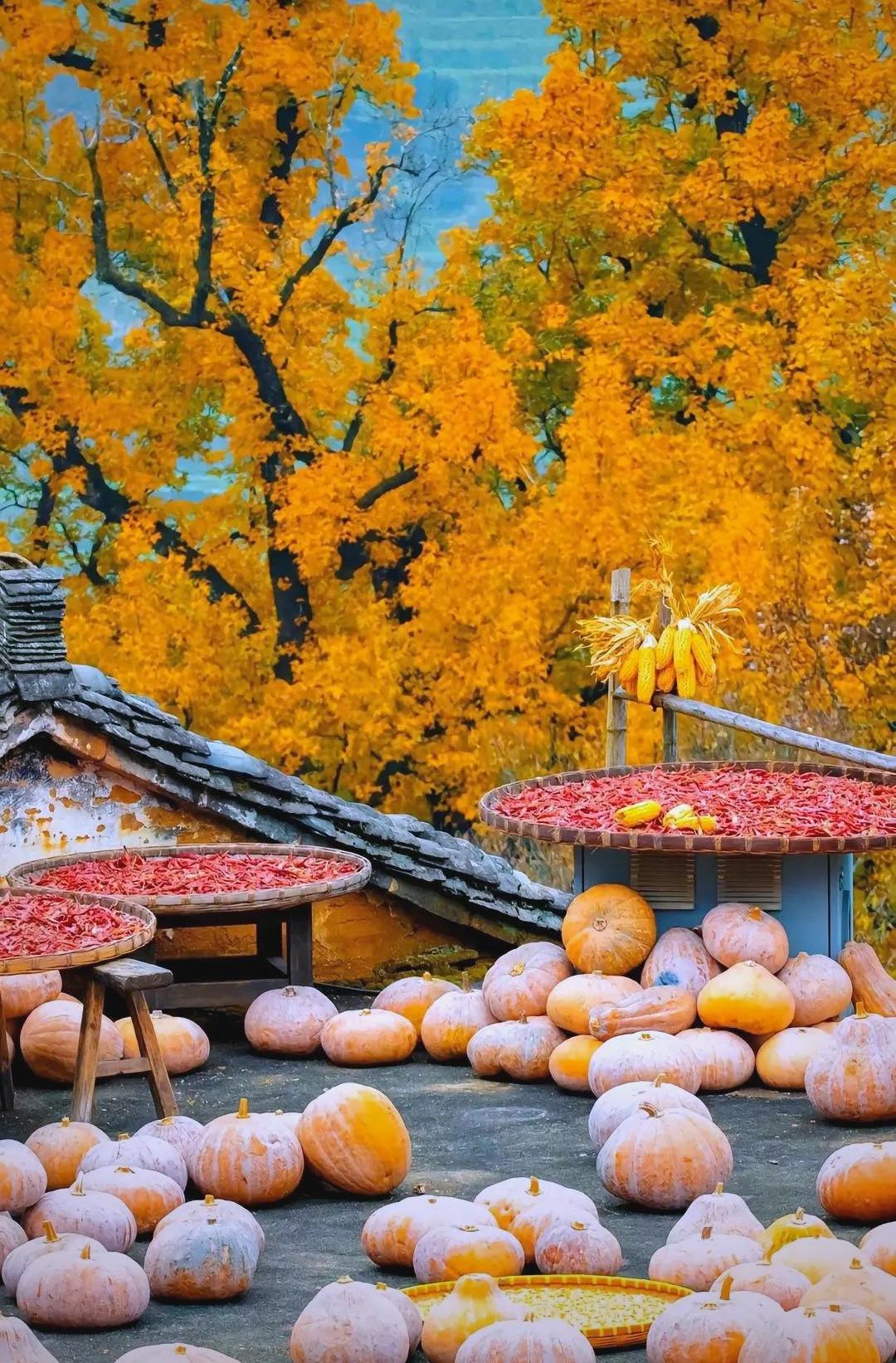 2780元起 环游徽州全景10日游——黄山·西递·宏村·篁岭·唐模·棠越牌坊群·鲍家花园·徽州古城·千岛湖等深度康养10日