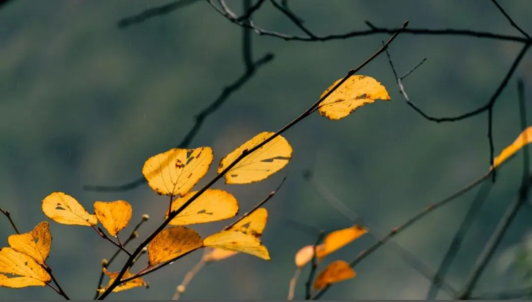 17d010dd4cc8b3d68722d6219a8d35a2-sz_56311-2