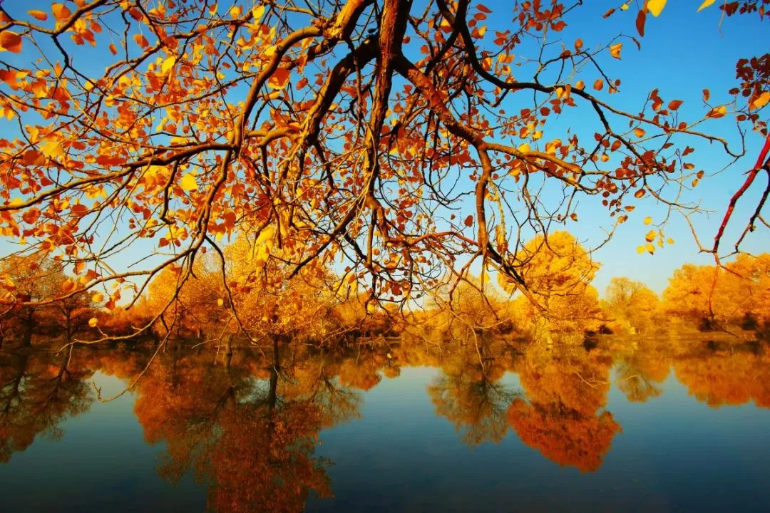 1869b88632dcfe872c6bb1f4560d8068-sz_215650