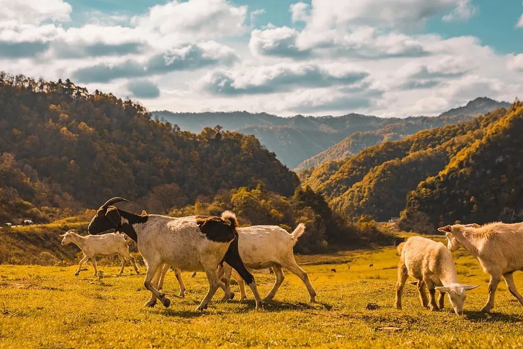 1cbde60795ee36c4472e3c8df37cc664-sz_159778