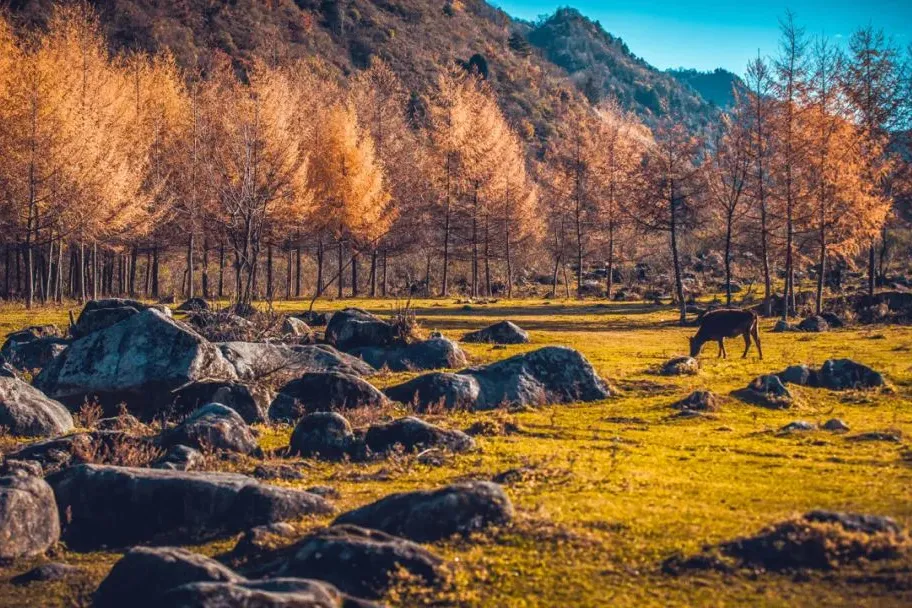 1d79a5468d4ac0a9201f0770923d48e8-sz_185296 1d79a5468d4ac0a9201f0770923d48e8-sz_185296