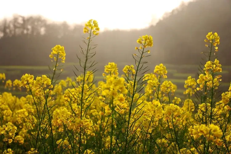 1fb4f76fb529175b50b4d2e36e90b2d2-sz_255308 1fb4f76fb529175b50b4d2e36e90b2d2-sz_255308