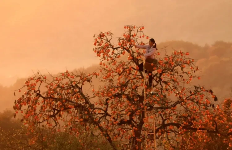 206378fa6869a7ae10a4cf10c530bb7d-sz_738020 206378fa6869a7ae10a4cf10c530bb7d-sz_738020