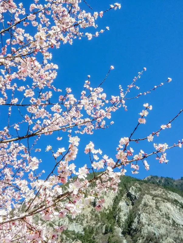 218e35c3775ab079b12ed9164f69919d-sz_2069745-1 218e35c3775ab079b12ed9164f69919d-sz_2069745-1