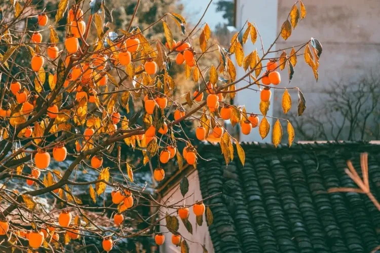 2f6e3b66f5d7f1170668a94445e9a248-sz_194824 2f6e3b66f5d7f1170668a94445e9a248-sz_194824