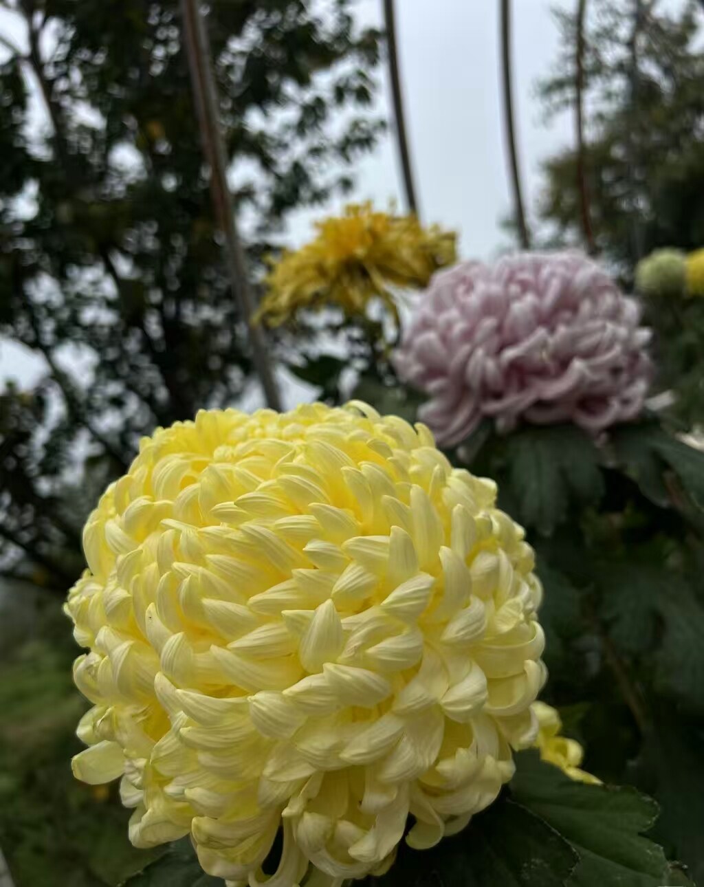 2fc307781442f0a4563881cbc0aae44f-sz_388293 2fc307781442f0a4563881cbc0aae44f-sz_388293