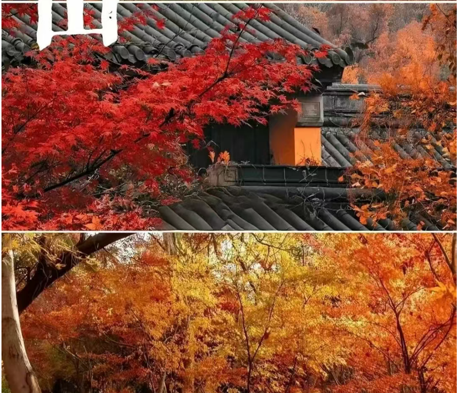 『去金陵栖霞山&看枫情万种&探索古猿人起源』298赏绝美赏秋胜地•连住2晚舒适酒店•双自助早+4正餐•夜游夫子庙•南京纯