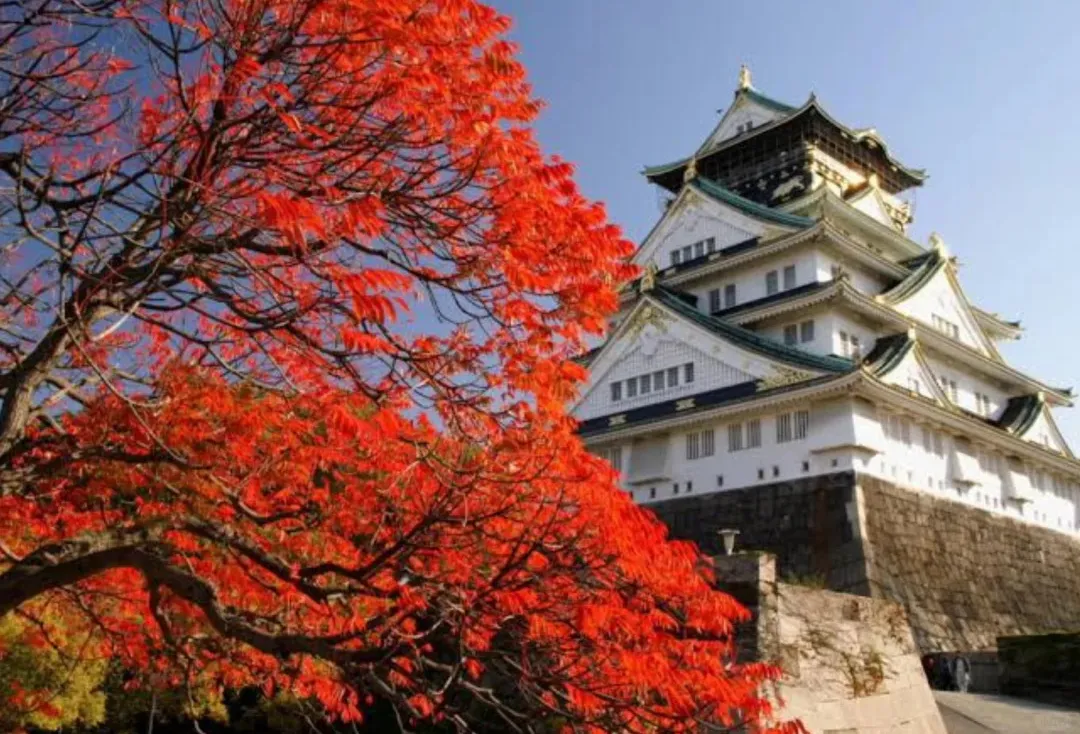 31d20d41c85e80b2b7023c7b296bdece-sz_556226