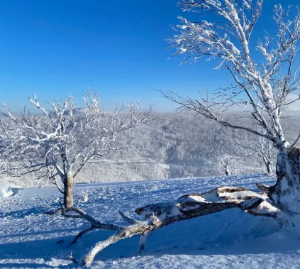 2025【雪国列车双卧9 日】3180元起！纯玩 0 自费，逛沈阳故宫、童话雪乡、哈尔滨圣索菲亚教堂，赏吉林雾凇，住四钻酒店 + 雪乡火炕