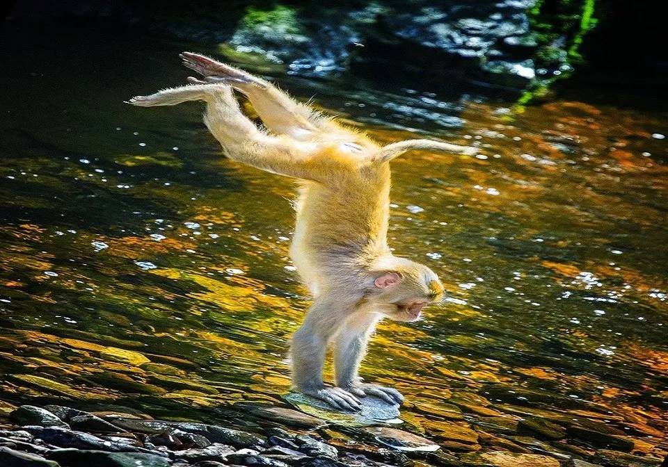 35efbfa3f3fa6003b1f60819e379424a-sz_272181 35efbfa3f3fa6003b1f60819e379424a-sz_272181