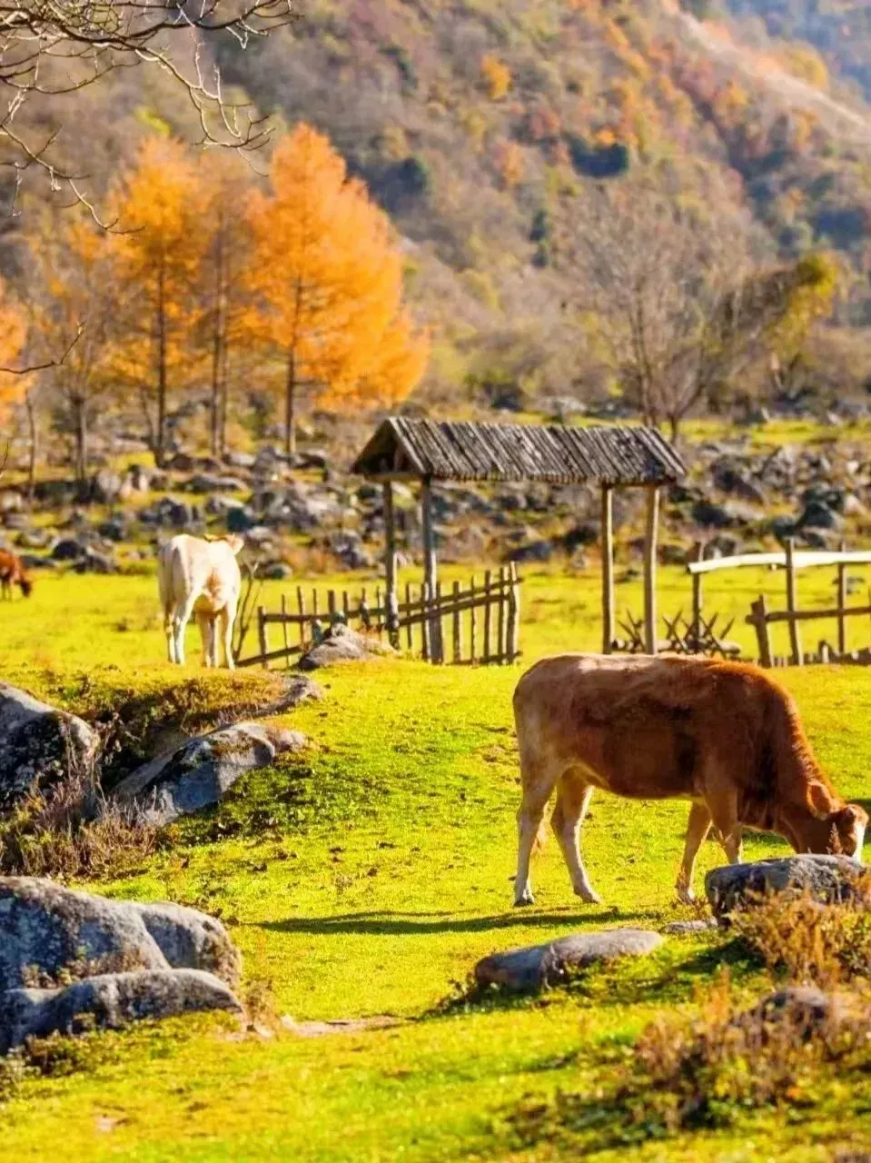 39f29f5a25633224dc120458959d4558-sz_234404