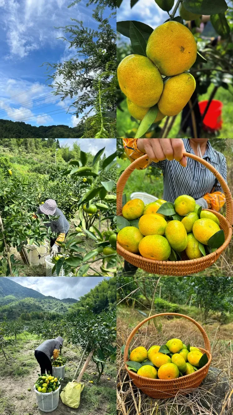 3bf05205542964ab462c9a2176f431ff-sz_5532255 3bf05205542964ab462c9a2176f431ff-sz_5532255