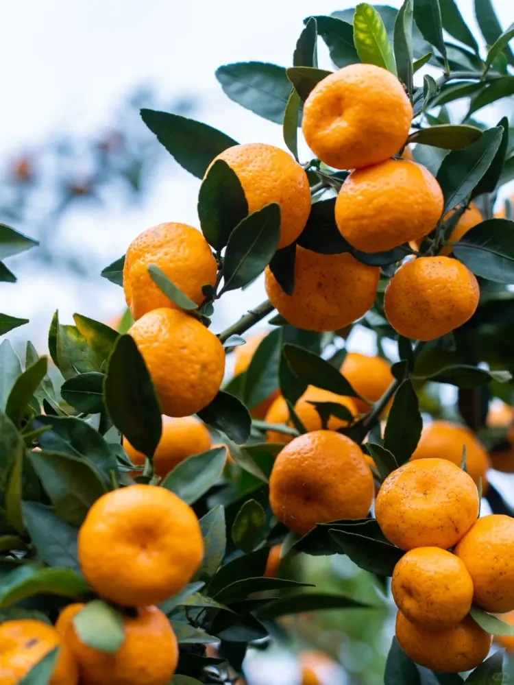 3dd0d85e700b09ca4cb40e1d3f5c1366-sz_3169105 3dd0d85e700b09ca4cb40e1d3f5c1366-sz_3169105