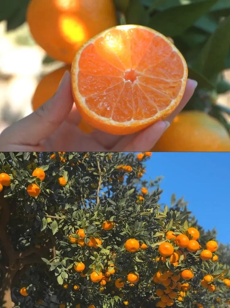 3fab395e6241155a52d4f3af34621899-sz_2752354 3fab395e6241155a52d4f3af34621899-sz_2752354