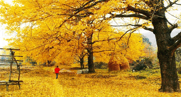 46fc1a5bf1d5a563a527edfd2b864086-sz_265238