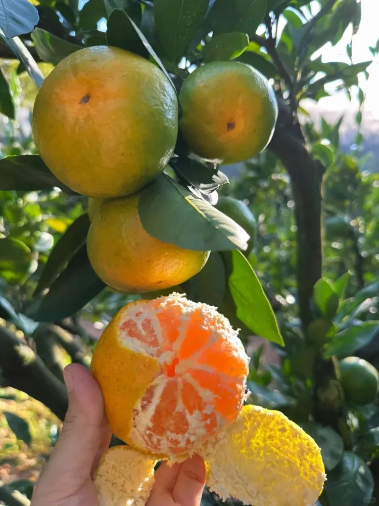 4ccbf19b1255e530d9a92e45c3e265bc-sz_2942320 4ccbf19b1255e530d9a92e45c3e265bc-sz_2942320