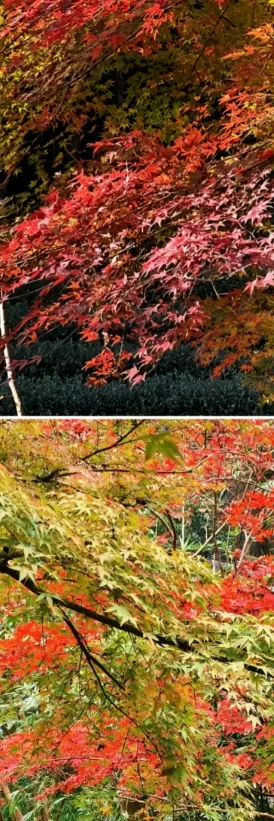 52f5dd6de9fb1dd29ef73581a95fed9f-sz_1421594