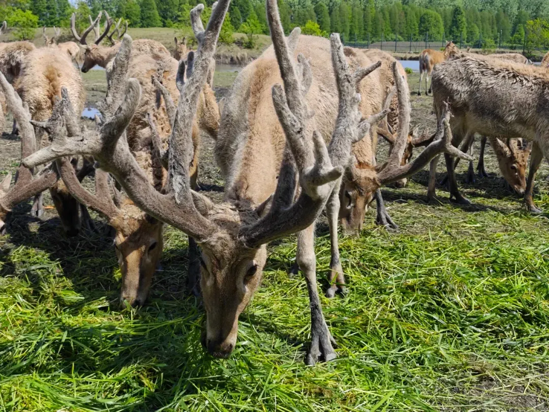 542064201f9b9a36cdea81d674b49a78-sz_1869705