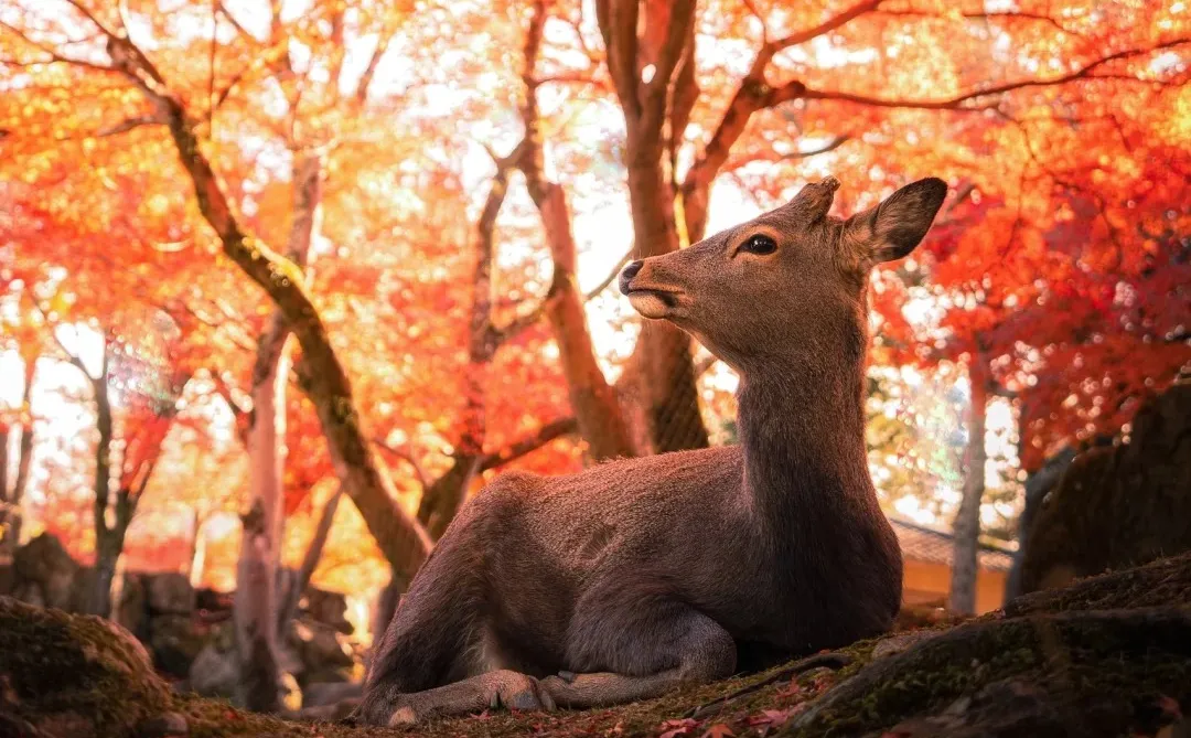 556cb83acddc06aac5fc6a813fed6dd5-sz_558234