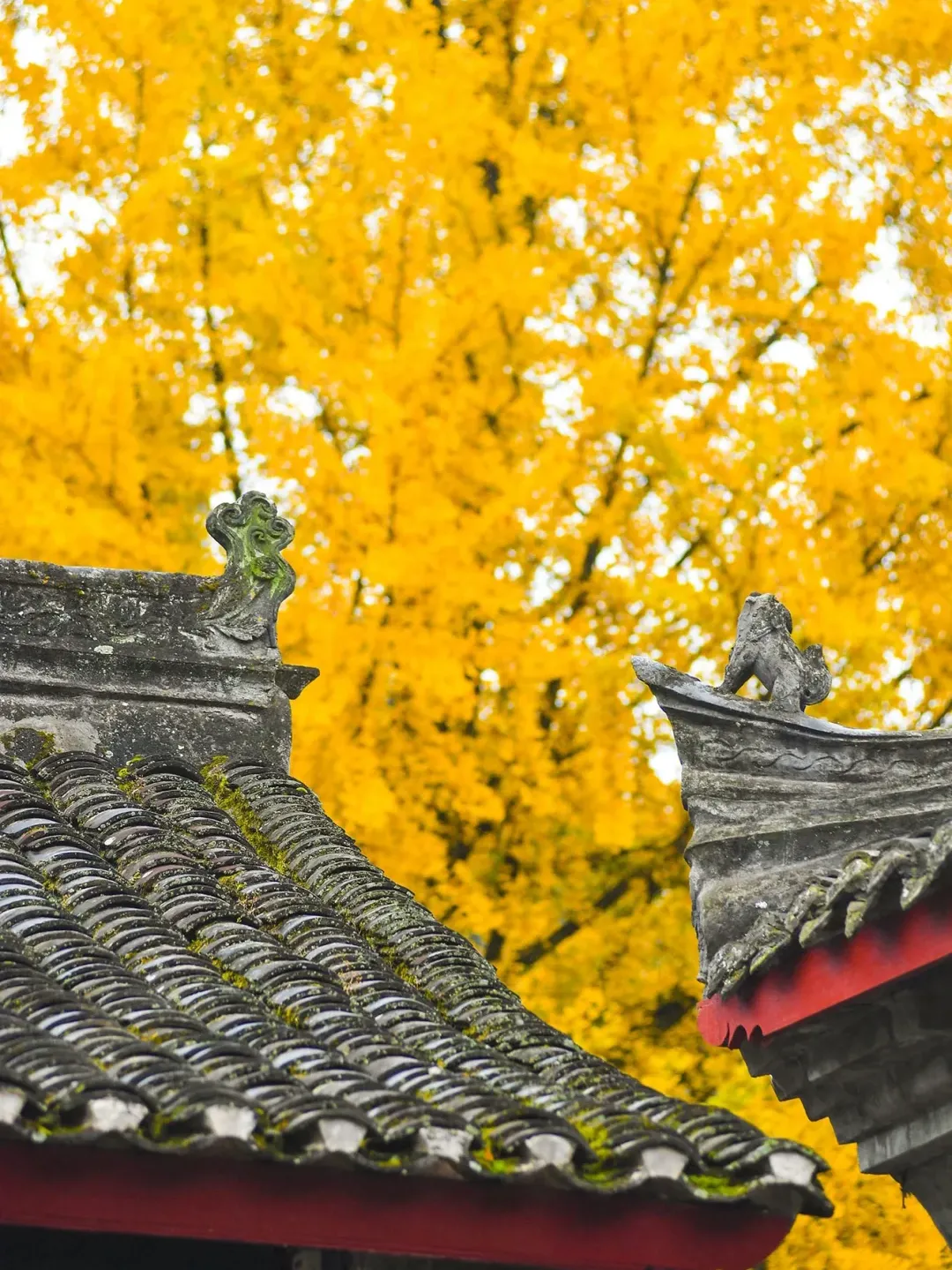 563caf7fde4eaeb9d1e2c8de71c6677b-sz_2640056