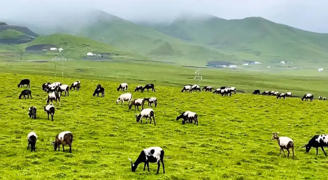 595784c68e4cac9e906b4df53cd1a83e-sz_126705