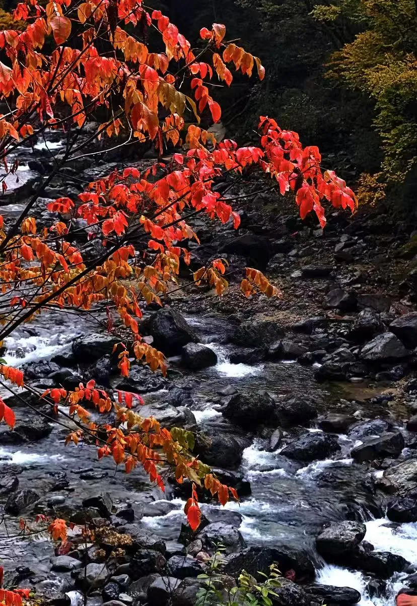 5f4e002852f5ce51e73cfc65e49fc953-sz_2725072-1