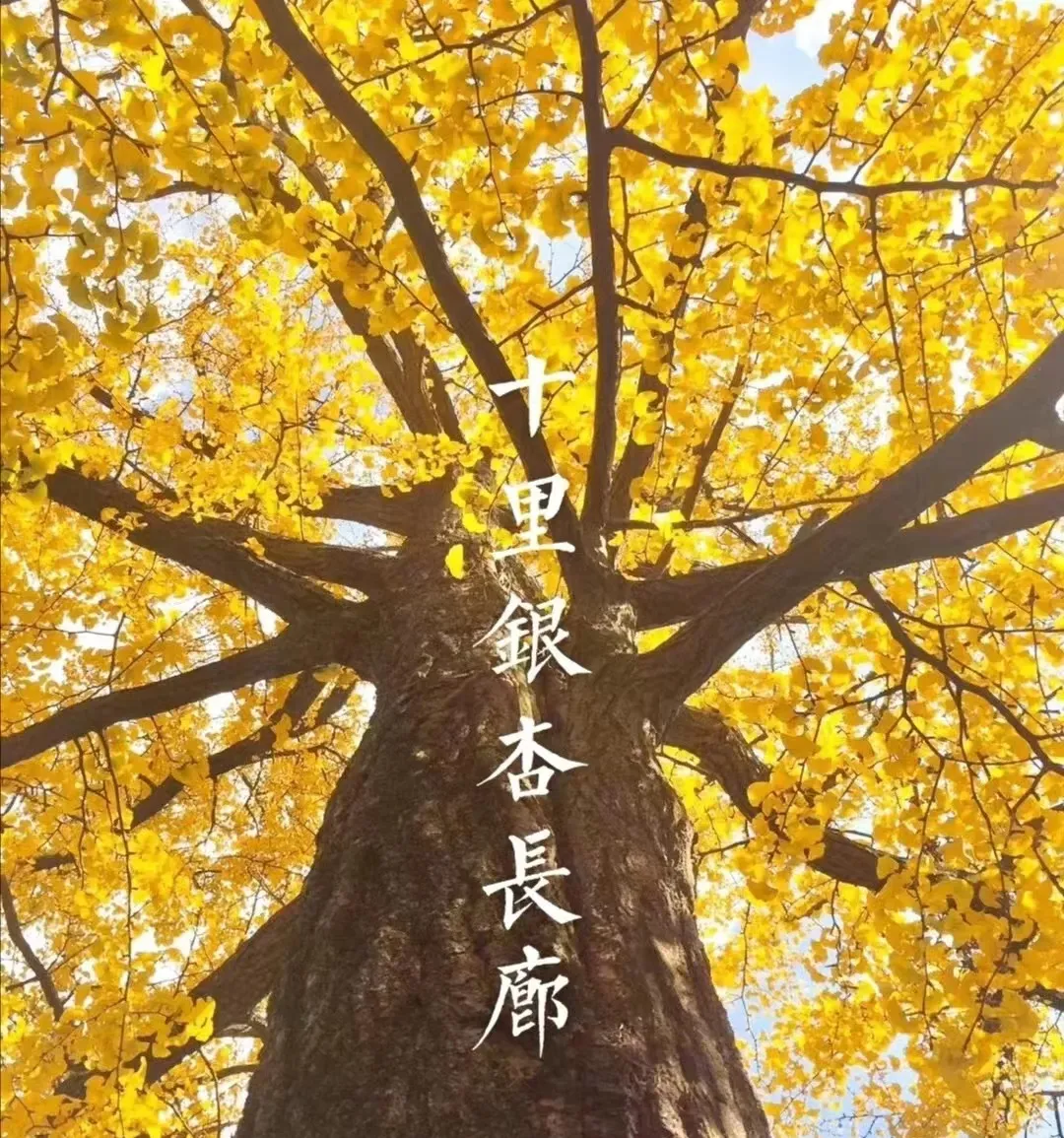 617d0939c3c1a811b3196ce5bef48e26-sz_621361