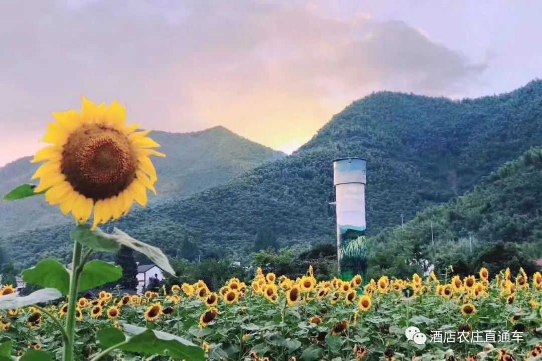 安吉余村过大年~金山银山常相伴，“一村一景”胡氏山庄自驾走起喽！吃农家菜，白天看景，晚上麻将/KTV玩起来~~