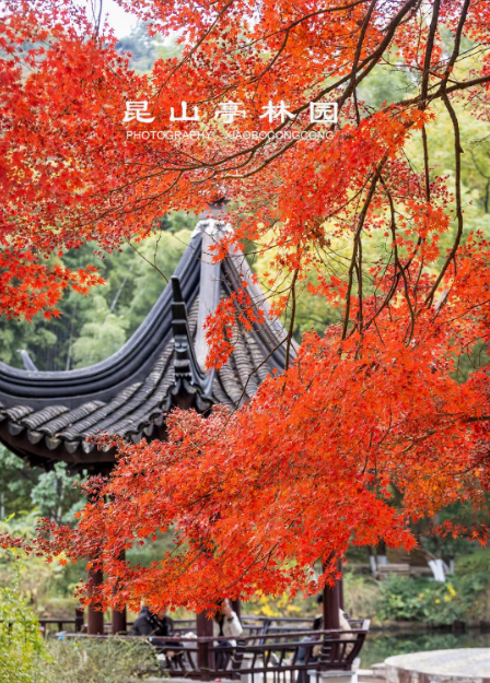 【豪华跟团休闲游】苏州品蟹采桔三日~享奥灶面+大闸蟹+自助早餐~住星级酒店~每人送3斤橘子~逛昆山夜市·游阳澄湖·南园·亭林园~