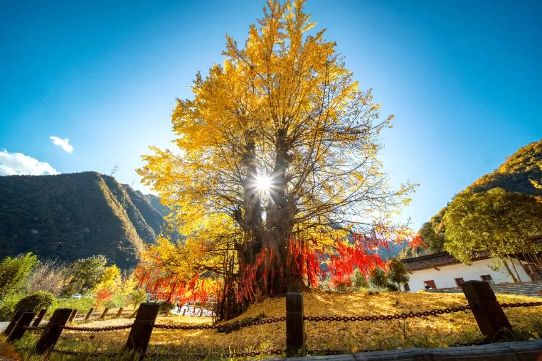 66dd0aaa1c0b82b5f83bbe35e87fca0e-sz_181314 66dd0aaa1c0b82b5f83bbe35e87fca0e-sz_181314