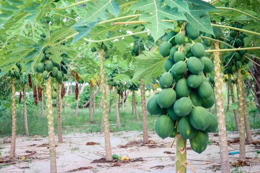 6a418af712bd41723f20fdabce96f72b-sz_172403 6a418af712bd41723f20fdabce96f72b-sz_172403