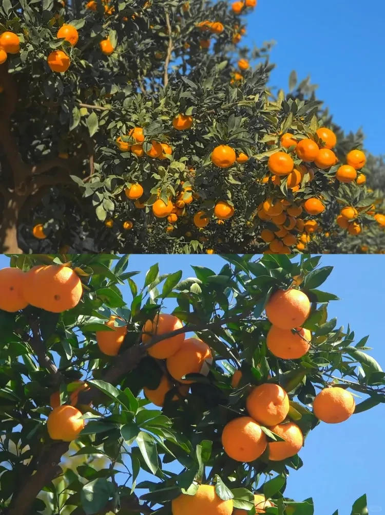 6e46046191c87b98f50f3975b5225107-sz_3004438 6e46046191c87b98f50f3975b5225107-sz_3004438