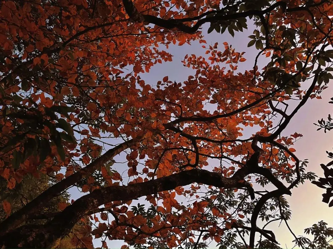 711f91221cf801e279c971fddbce5edc-sz_257762-2