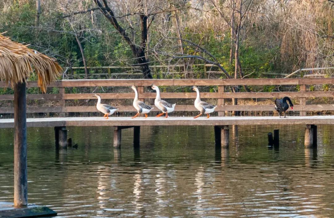 712158c7a2d01ce494c428c2799a0848-sz_1375453