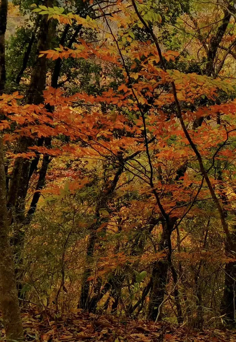 72215acc05c397bb5ac9451569bef689-sz_2942812-1