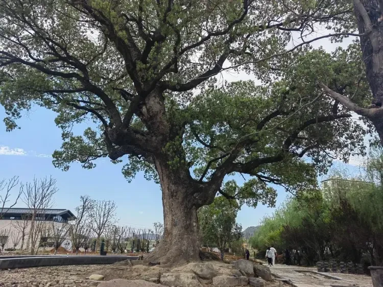 729969df12d73e4b317eccd65451815a-sz_261730