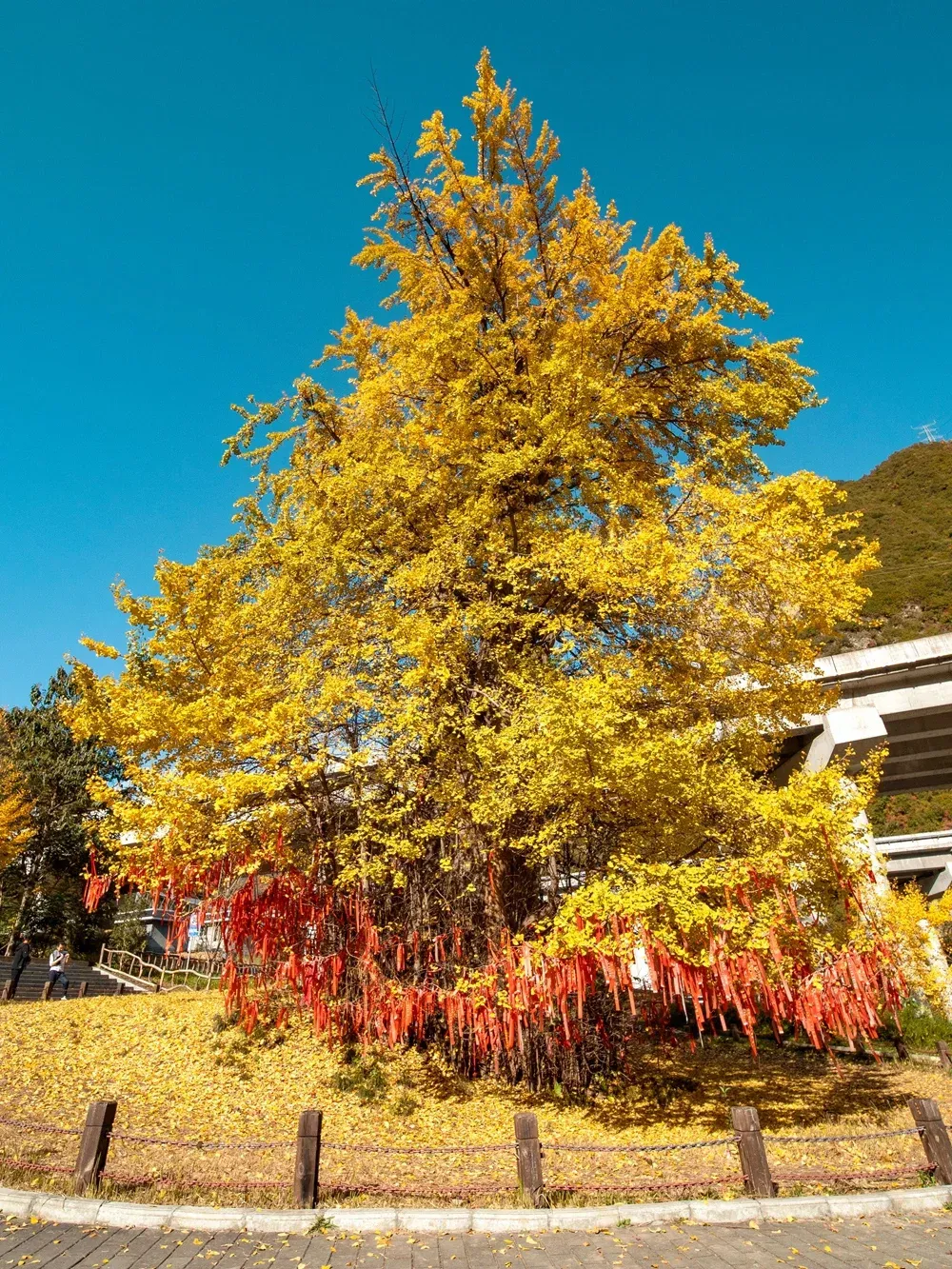 762623f21ebf7b4160e4d0fb120ae8f5-sz_2959704