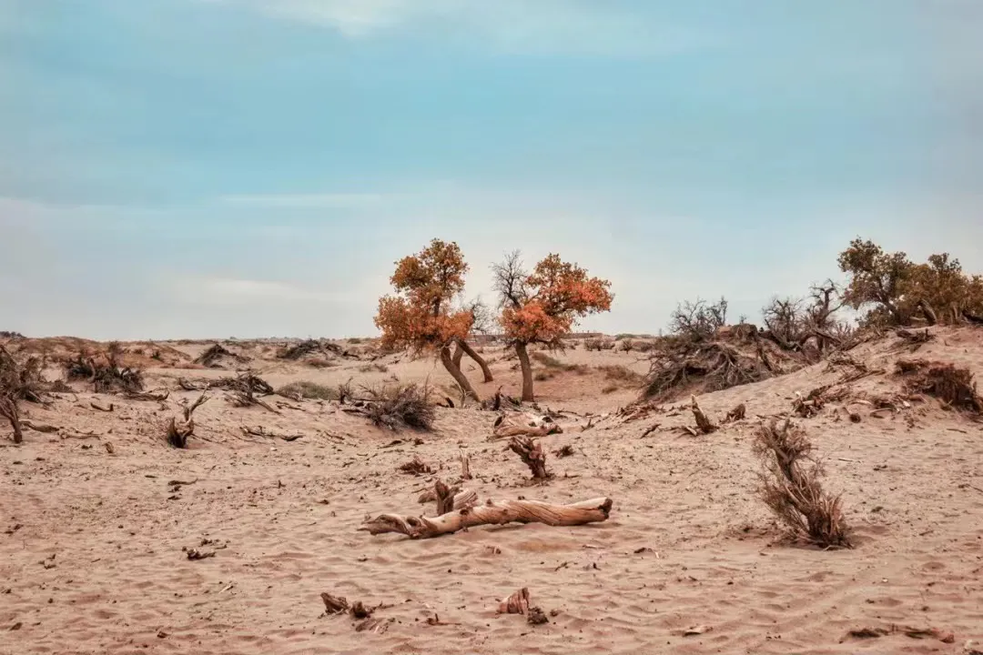 796844c6157f5a5d69de4aeb2a124c10-sz_360432