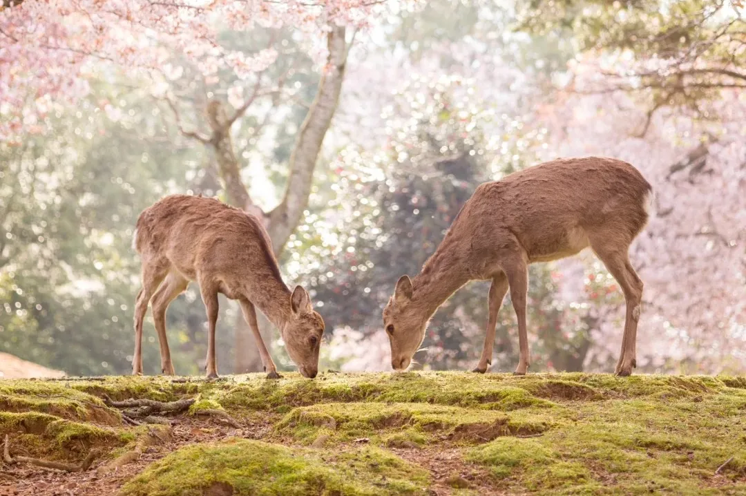 7c6f55a5b01b673206d1d38c35837c41-sz_592378 7c6f55a5b01b673206d1d38c35837c41-sz_592378