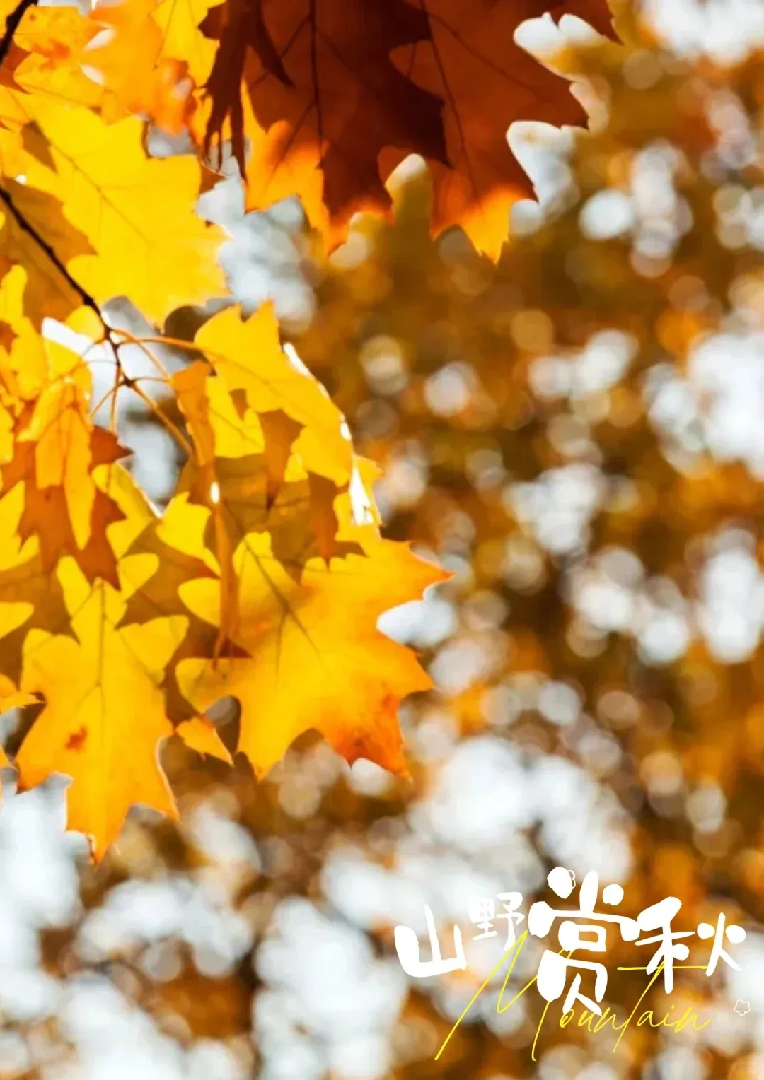 7f84bc1108ca2a30f393d453d0a5a232-sz_261121 7f84bc1108ca2a30f393d453d0a5a232-sz_261121