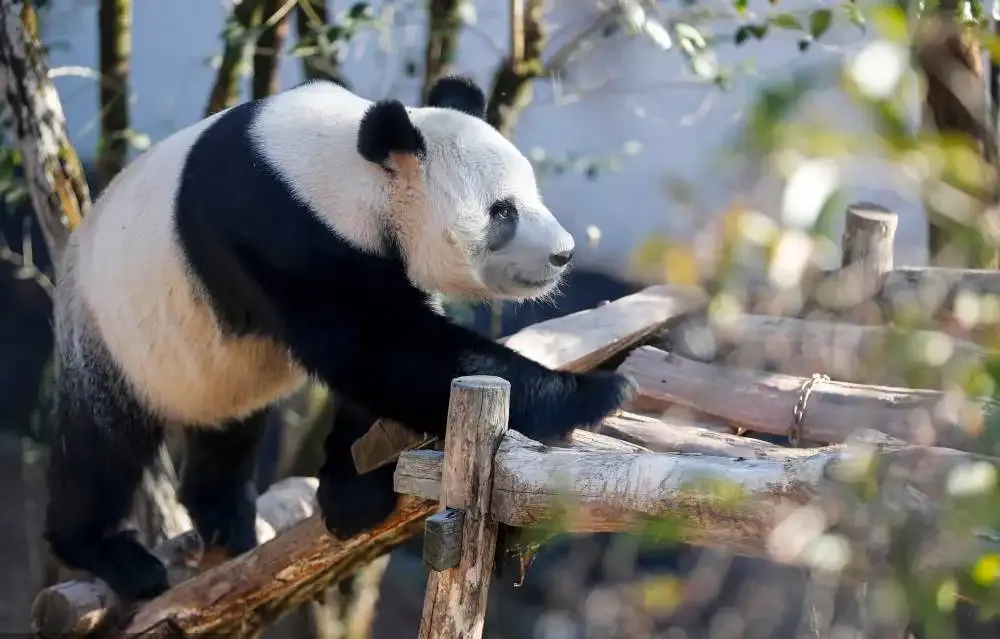 8097d0fbcd80420ed31802e71717b2fe-sz_1353813 8097d0fbcd80420ed31802e71717b2fe-sz_1353813