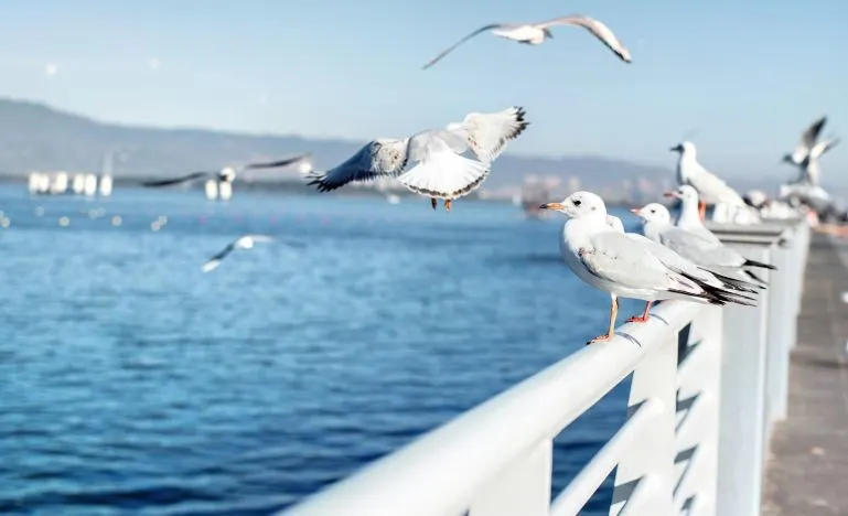 8d5d4d6c7a884a28f4de9b1c27219d06-sz_38105-1 8d5d4d6c7a884a28f4de9b1c27219d06-sz_38105-1