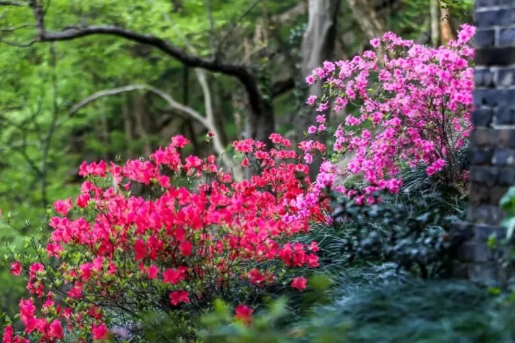 8dd60f397544f1cafd6a72d970de353f-sz_166489 8dd60f397544f1cafd6a72d970de353f-sz_166489