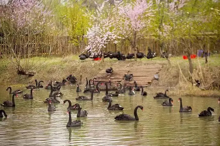 8e9f8157c9c5e4b7364968847db4493b-sz_94014