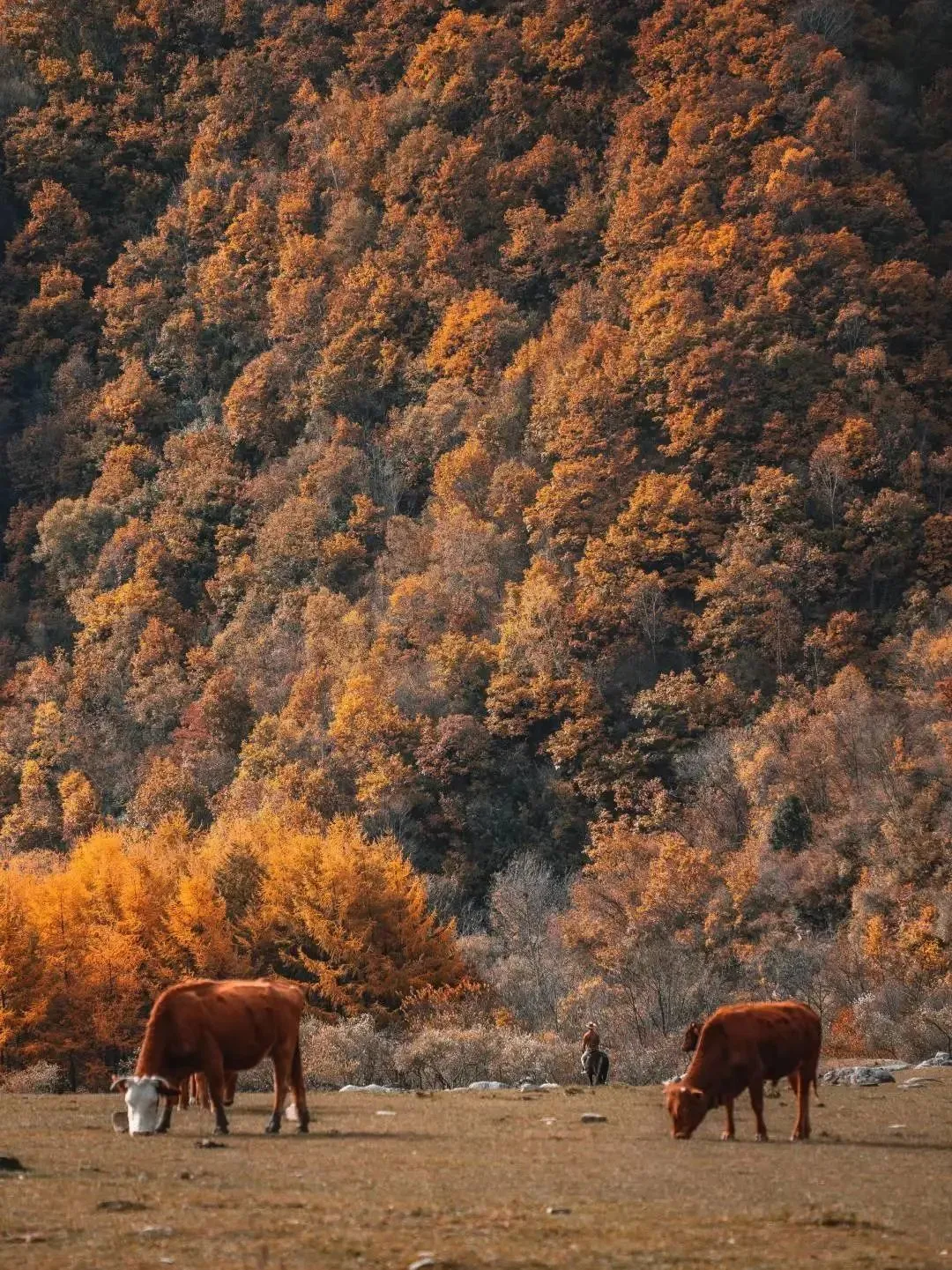 8f20ee111d211bf7288527a11e19f54f-sz_435395