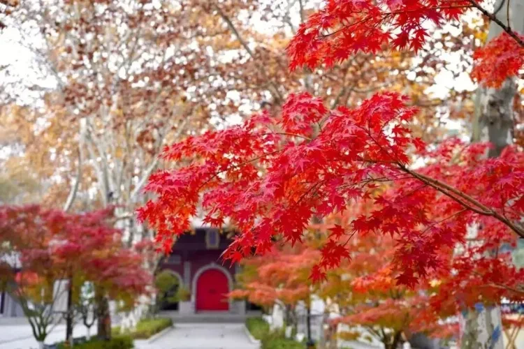 902bef8a877ce8c4a611c6a5259f1a17-sz_162285 902bef8a877ce8c4a611c6a5259f1a17-sz_162285