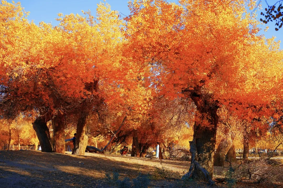 9547f9f3789b233a2b643f6b6ea3bab4-sz_734434 9547f9f3789b233a2b643f6b6ea3bab4-sz_734434