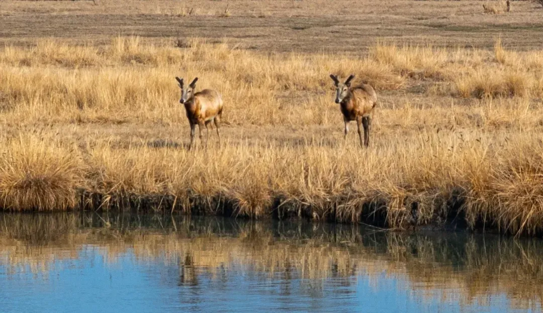 97056730e208d2900eb10128facf78ef-sz_1118972