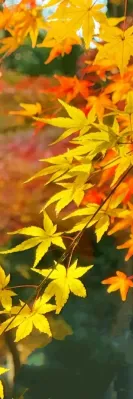 9a13c368559926d0314a3ab53a1d3c35-sz_257267