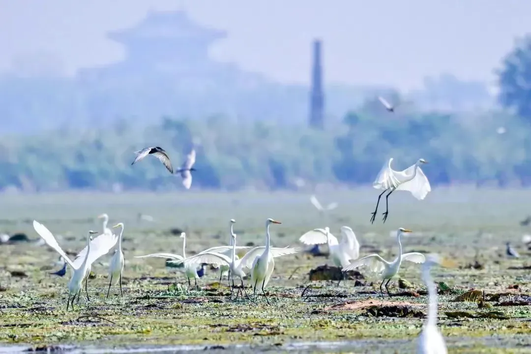 9b757f0d769315dadd46e91f14543bd0-sz_1152234-1 9b757f0d769315dadd46e91f14543bd0-sz_1152234-1